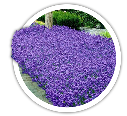 Лаванда вузьколиста